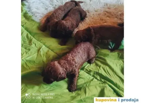 PUDLE 8 nedelja stare - 4/7