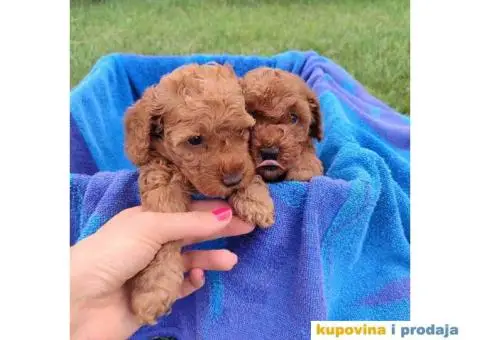 PUDLE 8 nedelja stare - 5/7