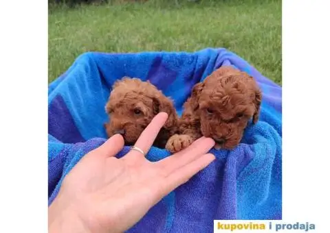 PUDLE 8 nedelja stare - 6/7