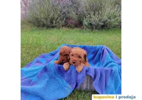 PUDLE 8 nedelja stare - 7/7