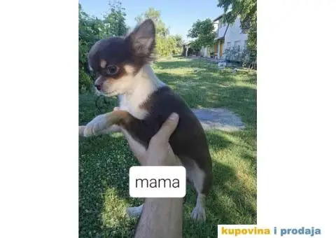 ČIVAVE aplehead micro do 1kg dugodlake - 1/7