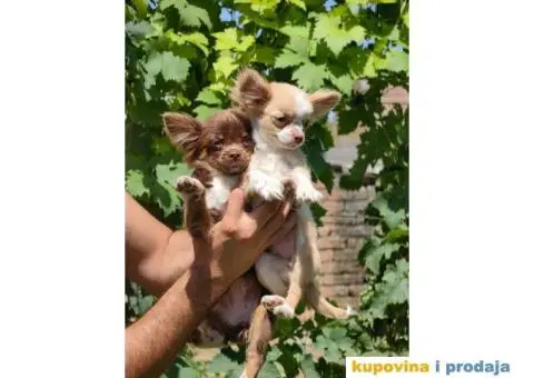 ČIVAVE aplehead micro do 1kg dugodlake - 2/7