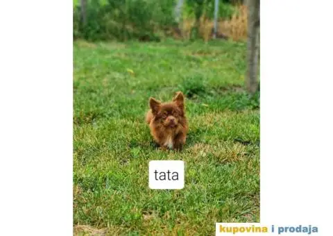 ČIVAVE aplehead micro do 1kg dugodlake - 3/7