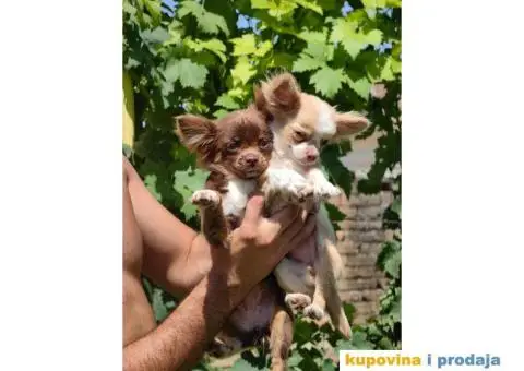 ČIVAVE aplehead micro do 1kg dugodlake - 4/7