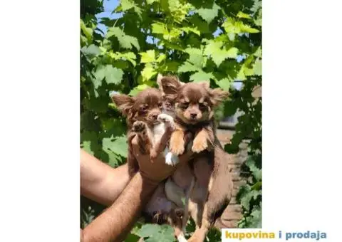 ČIVAVE aplehead micro do 1kg dugodlake - 5/7