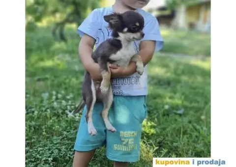 ČIVAVE aplehead micro do 1kg dugodlake - 6/7