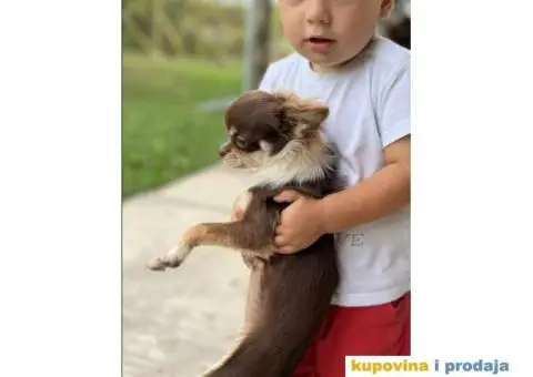 ČIVAVE aplehead micro do 1kg dugodlake - 7/7