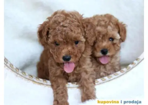 Na prodaju dva muška šteneta crvene toy PUDLE - 1/11