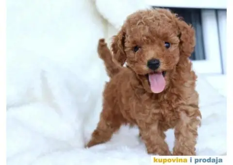 Na prodaju dva muška šteneta crvene toy PUDLE - 2/11