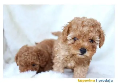 Na prodaju dva muška šteneta crvene toy PUDLE - 3/11