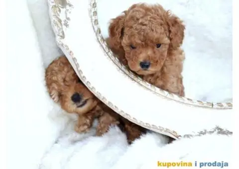 Na prodaju dva muška šteneta crvene toy PUDLE - 4/11