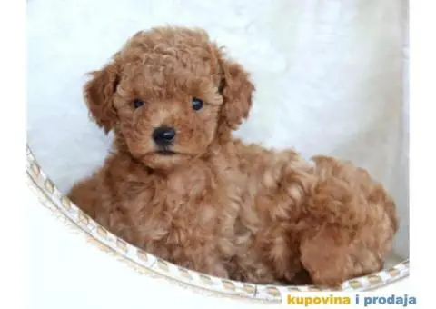 Na prodaju dva muška šteneta crvene toy PUDLE - 5/11