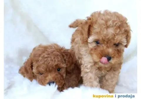 Na prodaju dva muška šteneta crvene toy PUDLE - 6/11