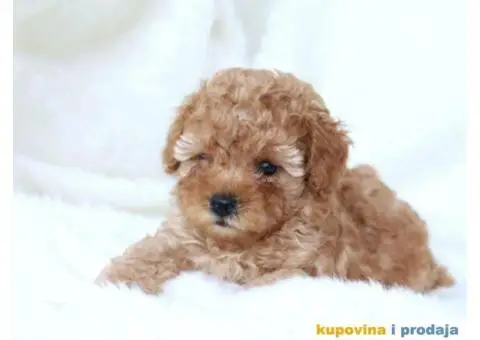Na prodaju dva muška šteneta crvene toy PUDLE - 7/11