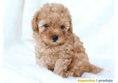 Na prodaju dva muška šteneta crvene toy PUDLE - 8/11