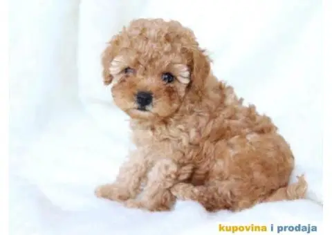 Na prodaju dva muška šteneta crvene toy PUDLE - 9/11