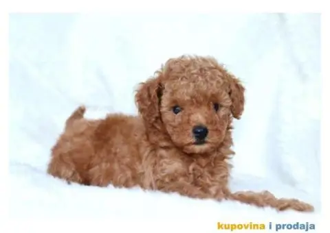 Na prodaju dva muška šteneta crvene toy PUDLE - 10/11