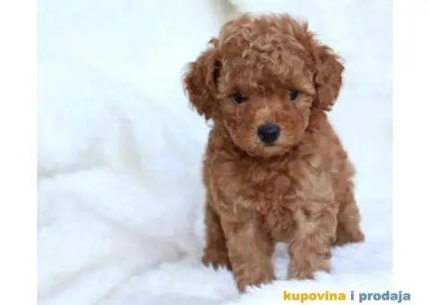 Na prodaju dva muška šteneta crvene toy PUDLE - 11/11