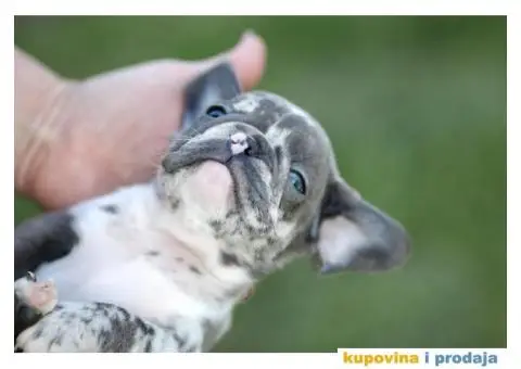 Plavi francuski buldozi - 3/5