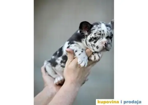 Plavi francuski buldozi - 4/5