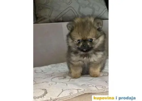 Pomeranac štenci - 2/5