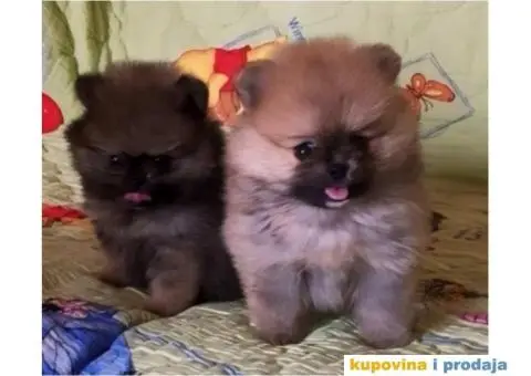 Pomeranac štenci - 5/5
