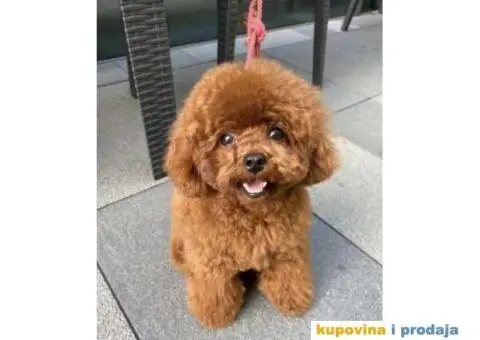 Toy Patuljasta Pudla stenci - 1/11