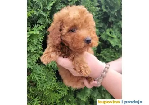 Toy Patuljasta Pudla stenci - 2/11