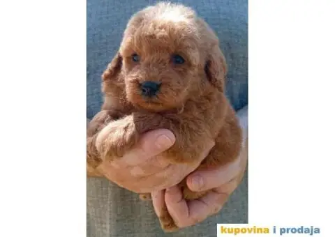 Toy Patuljasta Pudla stenci - 3/11