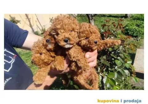 Toy Patuljasta Pudla stenci - 4/11