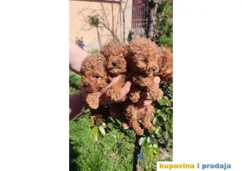 Toy Patuljasta Pudla stenci - 5/11