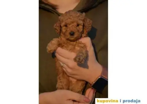 Toy Patuljasta Pudla stenci - 6/11