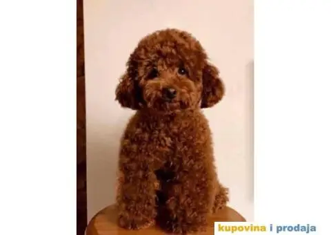 Toy Patuljasta Pudla stenci - 7/11