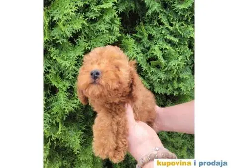 Toy Patuljasta Pudla stenci - 8/11