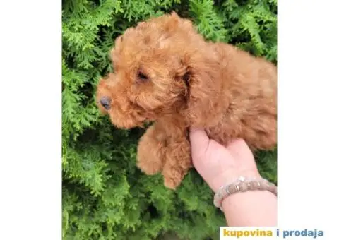 Toy Patuljasta Pudla stenci - 9/11