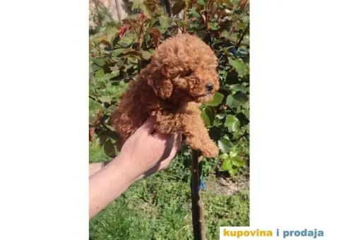 Toy Patuljasta Pudla stenci - 10/11