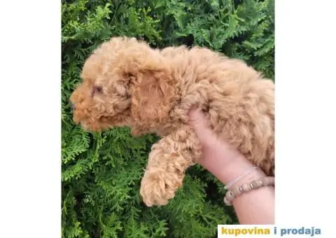 Toy Patuljasta Pudla stenci - 11/11