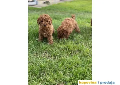 Patuljaste pudle crvene - 1/7