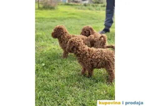 Patuljaste pudle crvene - 2/7