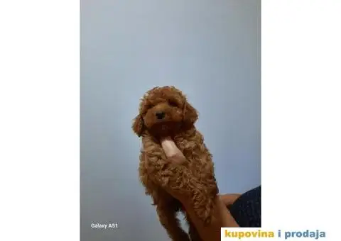 Patuljaste pudle crvene - 4/7