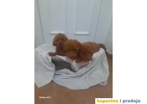 Patuljaste pudle crvene - 5/7