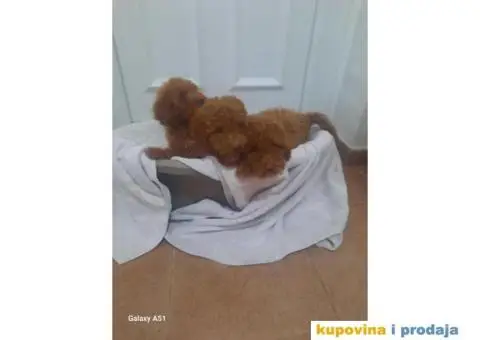 Patuljaste pudle crvene - 6/7