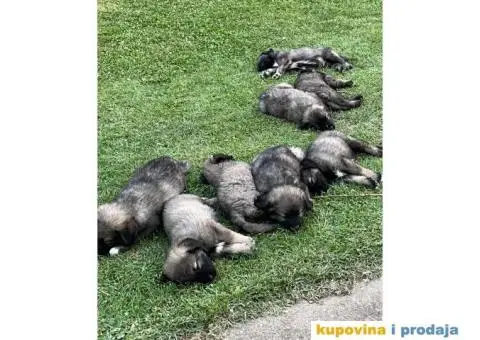 Šarplaninac štenci - 1/12