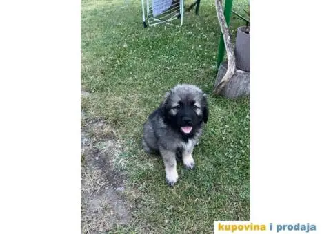 Šarplaninac štenci - 2/12