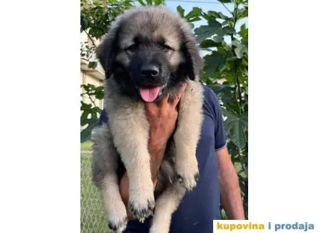 Šarplaninac štenci - 4/12