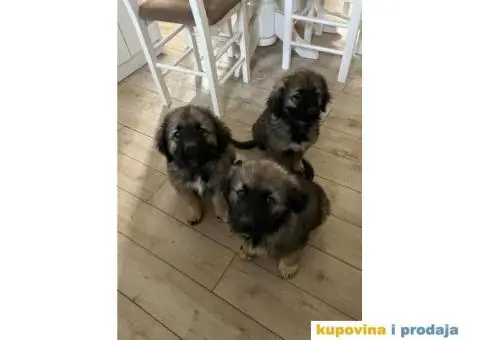 Šarplaninac štenci - 5/12