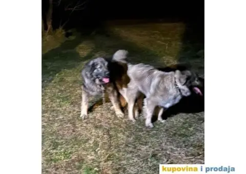 Šarplaninac štenci - 6/12