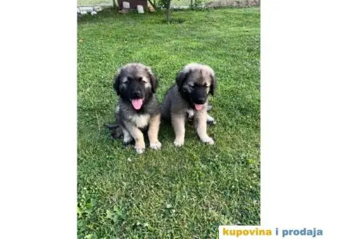 Šarplaninac štenci - 7/12