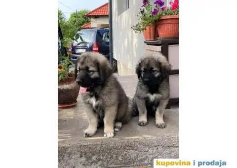 Šarplaninac štenci - 8/12