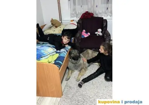 Šarplaninac štenci - 9/12